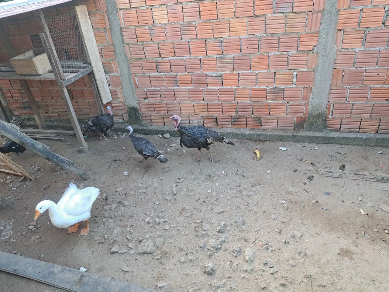 Peru  - Foto 2