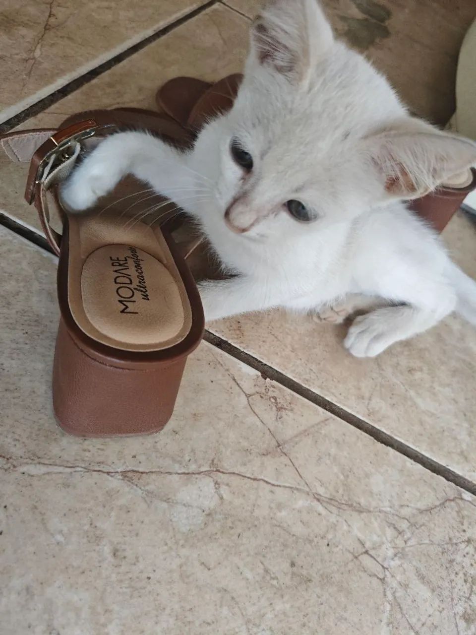 Gato macho para adoção - Foto 2