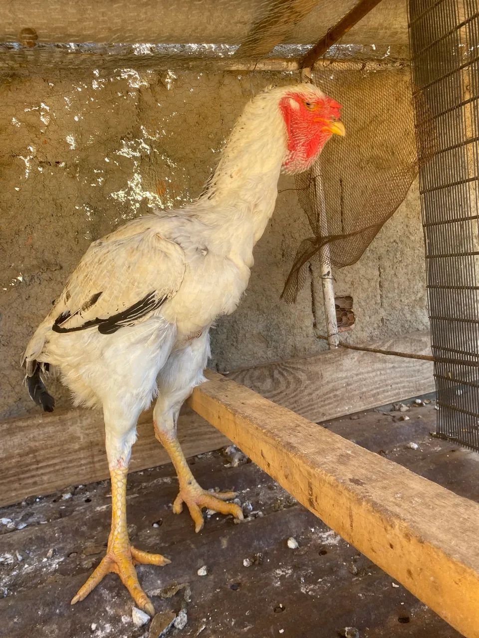 Galinha Índia Gigante. - Foto 4