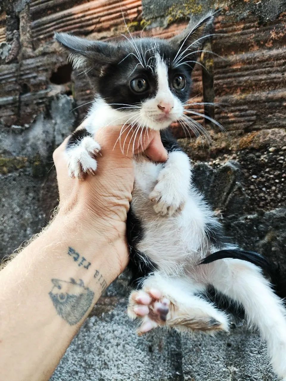 Gata(o) fêmea para adoção  - Foto 3