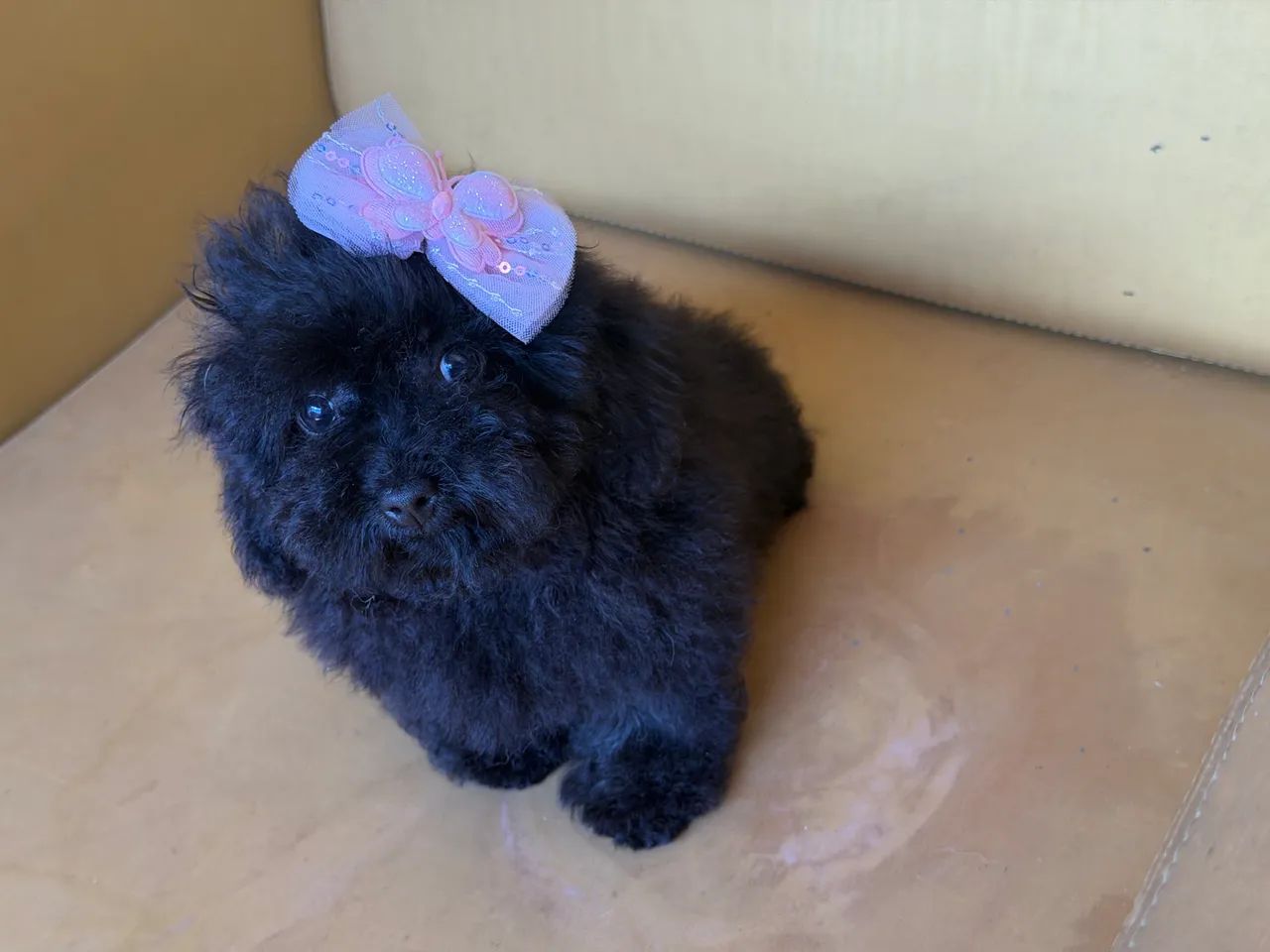 Poodle  - Foto 3