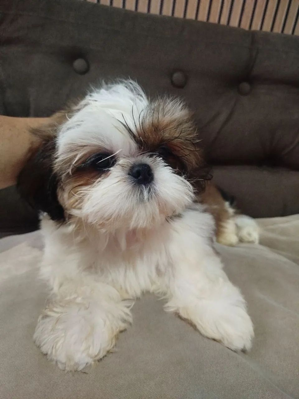 Cachorro  - Foto 3