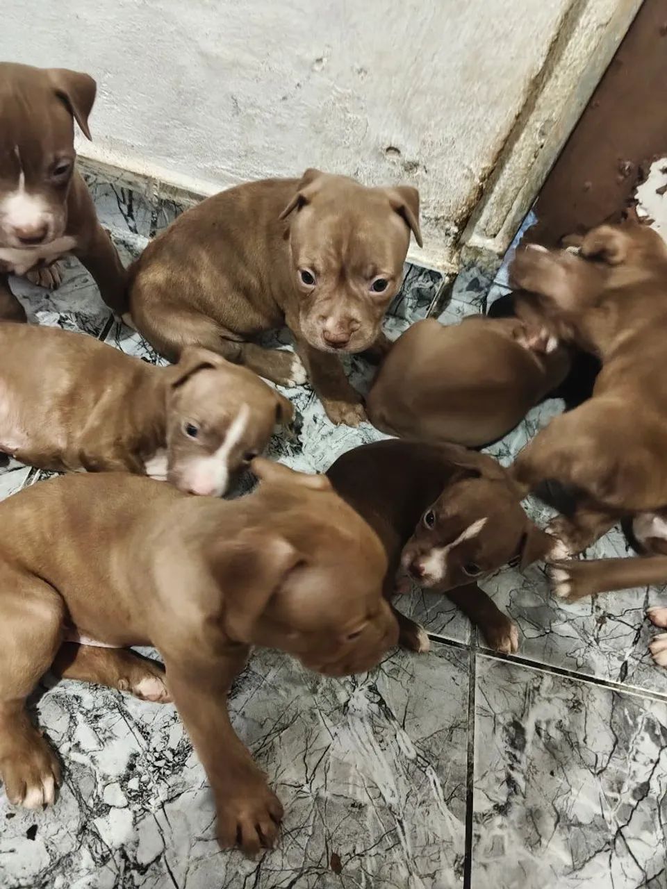 Pitt Bull  - Foto 4