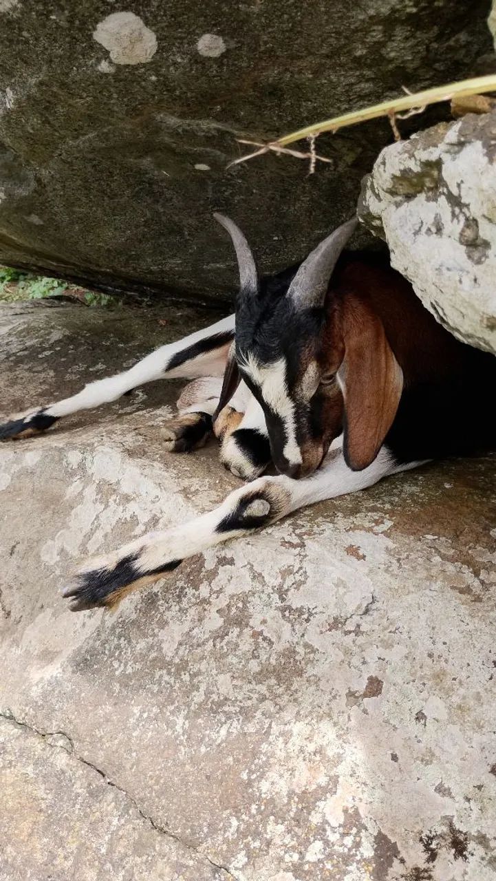 Vendo lindo Bode Boer - Foto 4