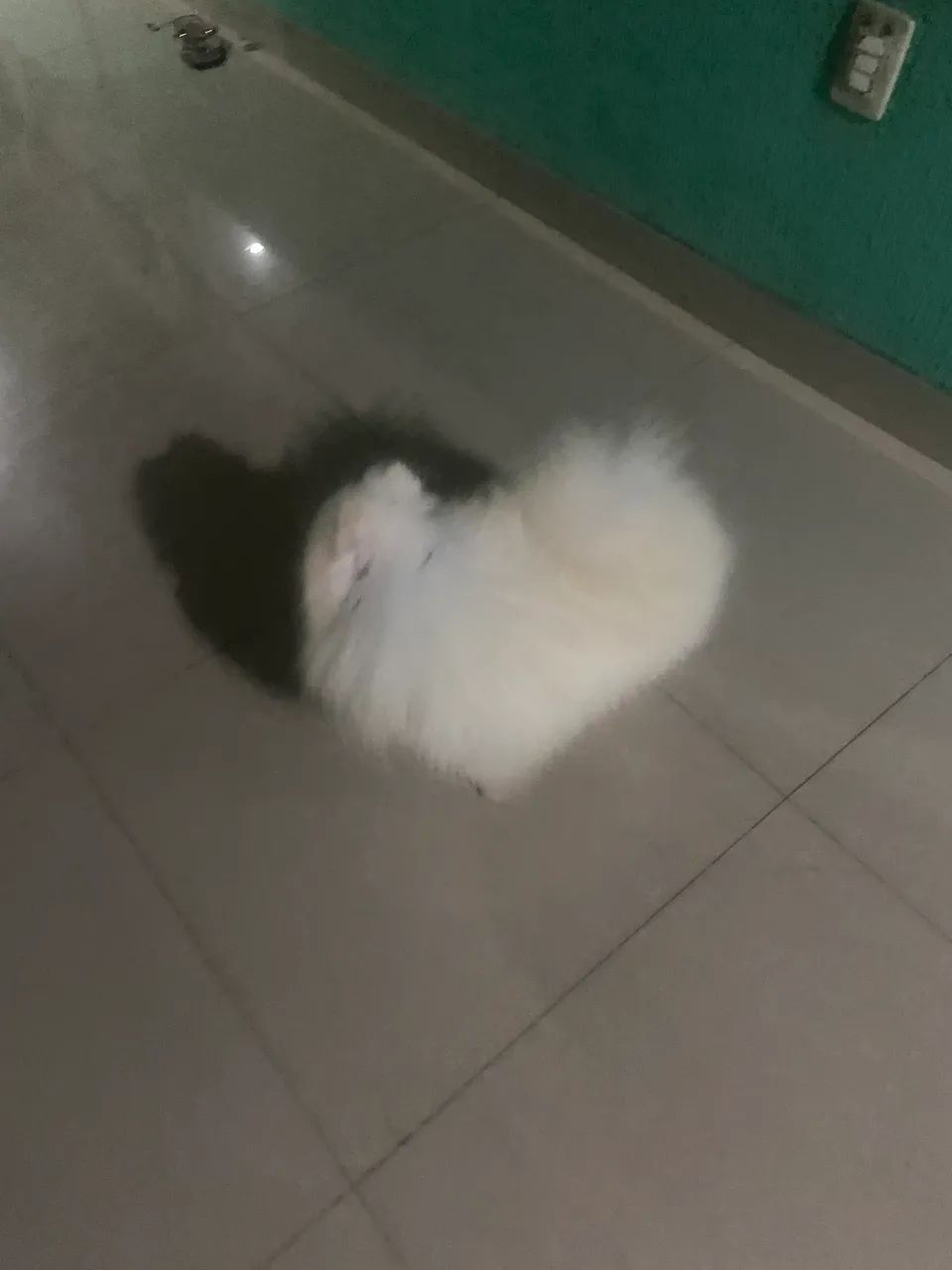 Spitz alemão para monta  - Foto 2