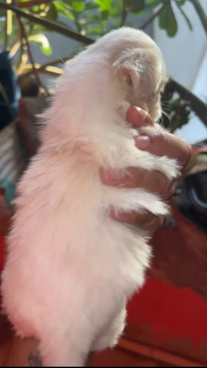 Shih tzu Branco  - Foto 2