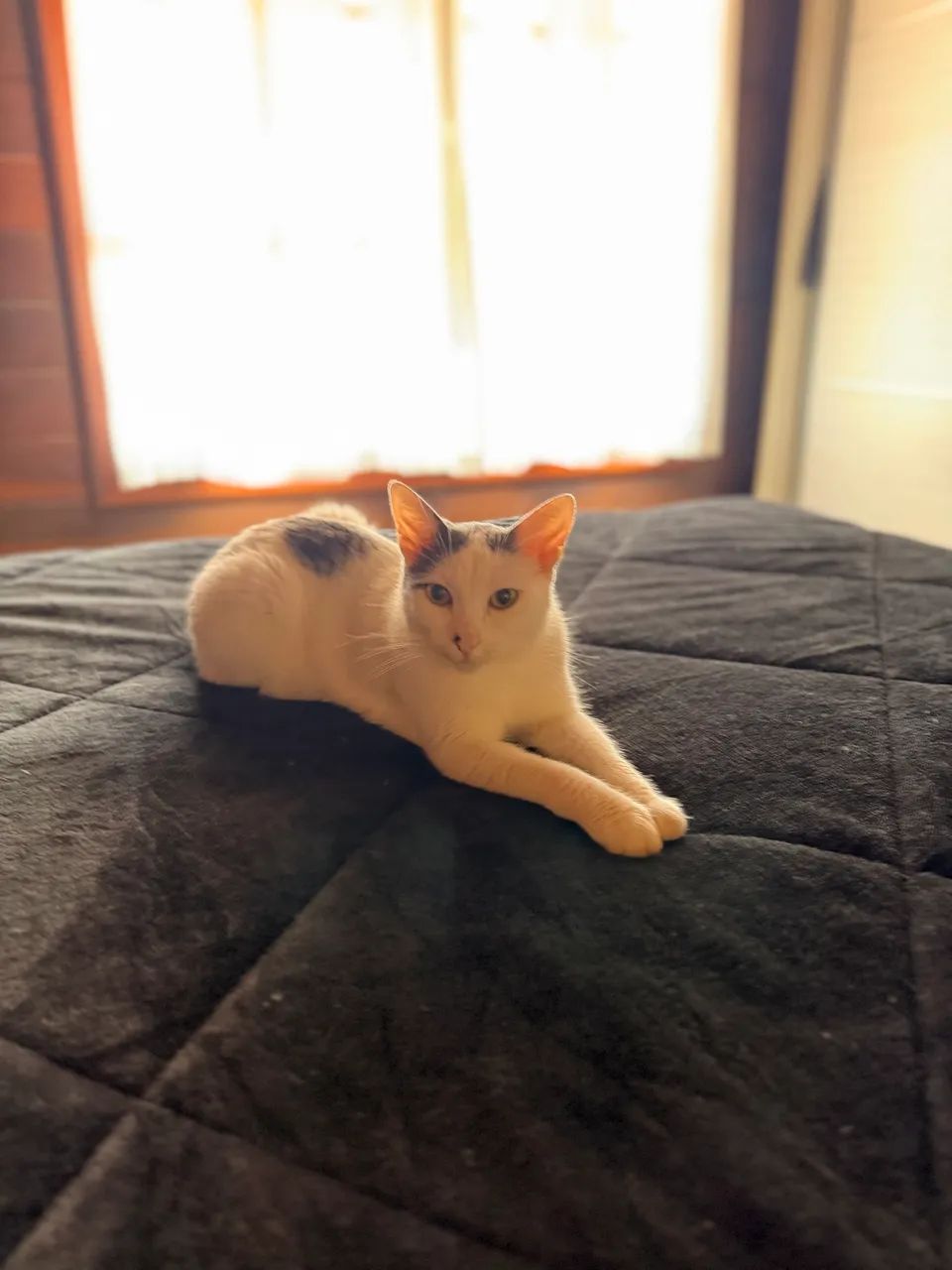 ADOÇÃO RESPONSÁVEL  - Foto 4