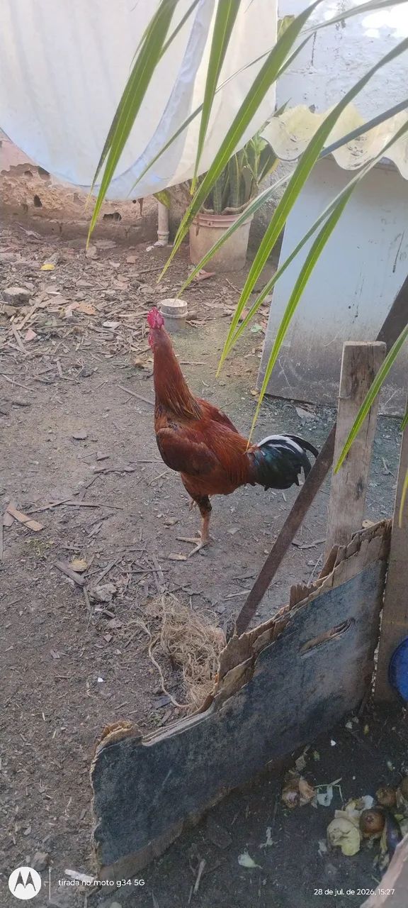 Um frango 