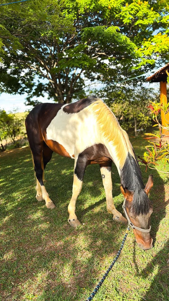 Cavalo garanhão marcha picada 