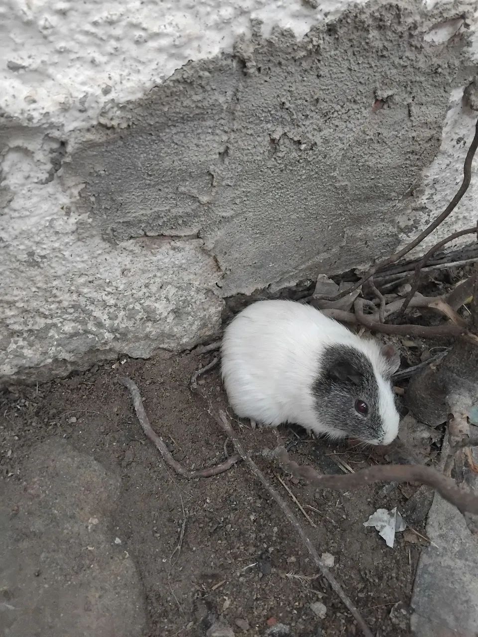Vendo porquinhos da india. - Foto 3