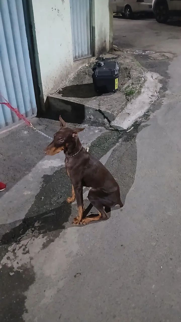 Doberman 5 meses - Foto 2
