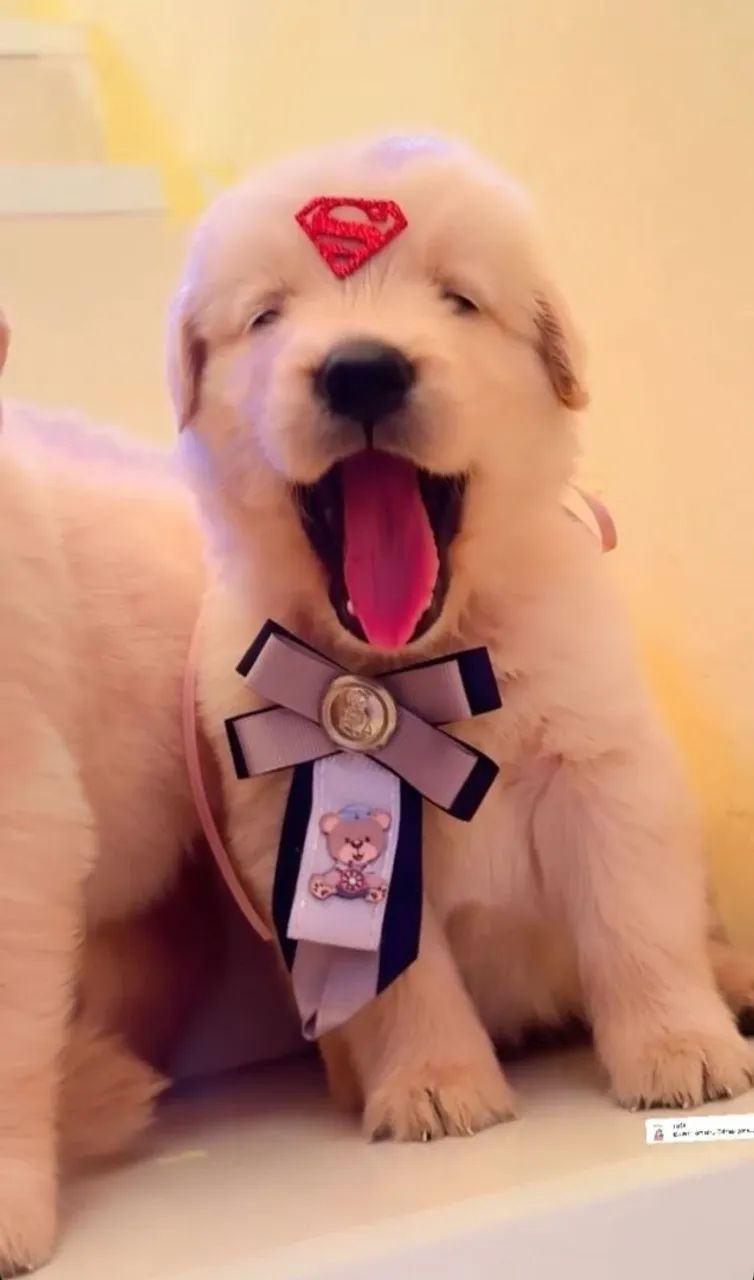 Golden Retriever  - Foto 3