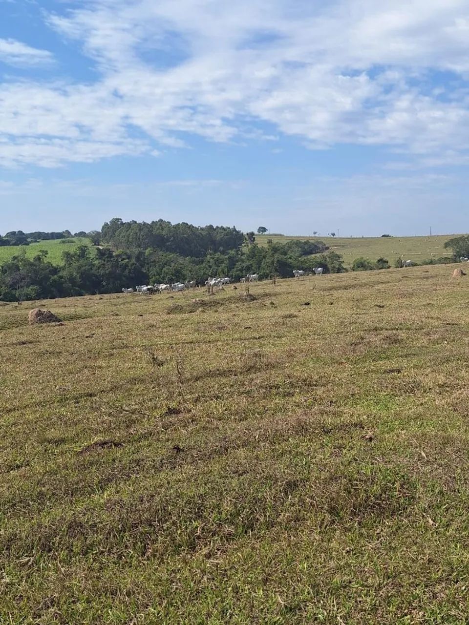 Foto - Piracicaba - Anhumas