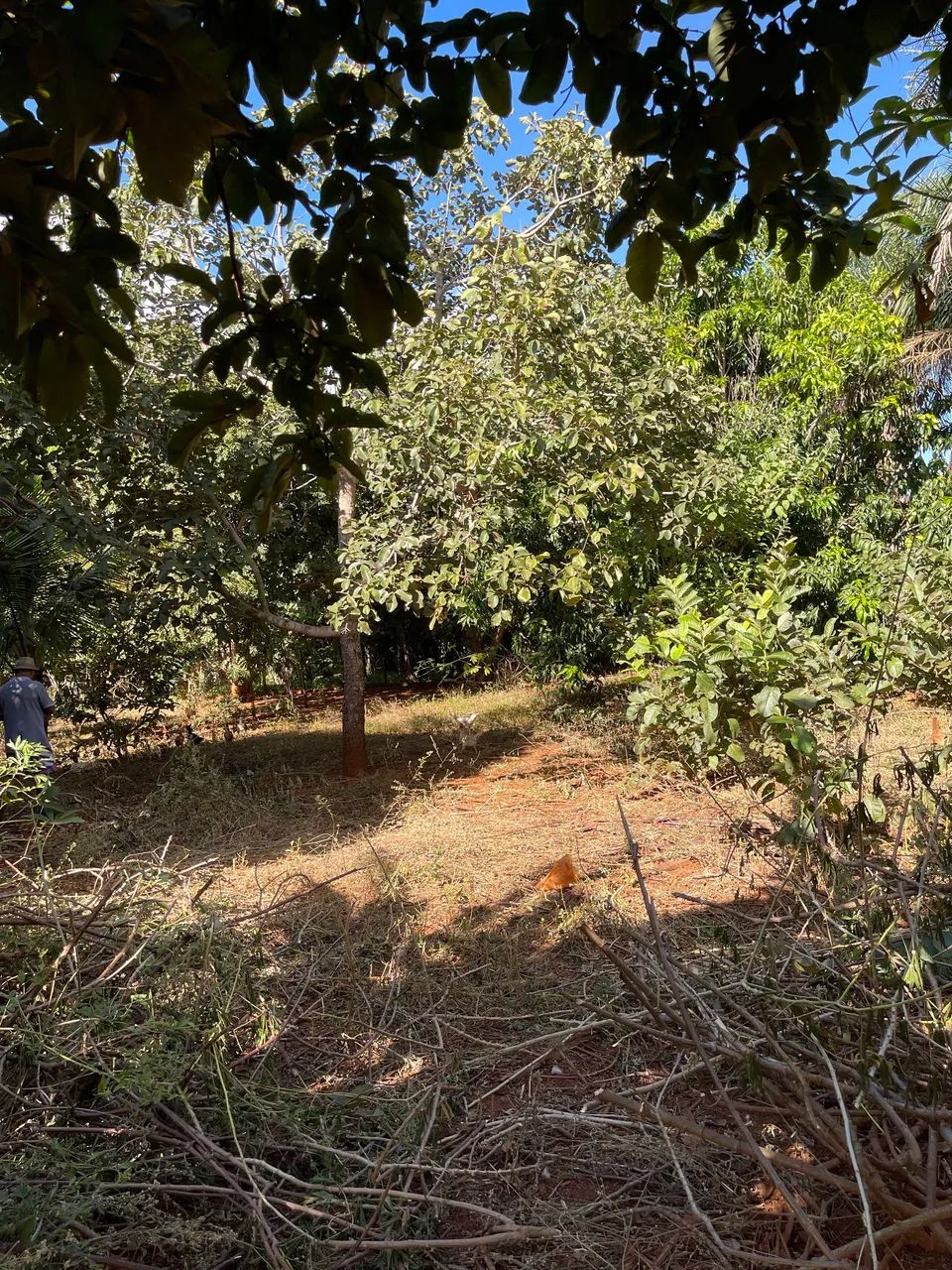Chácara a venda(Bonfinópolis) - Foto 4