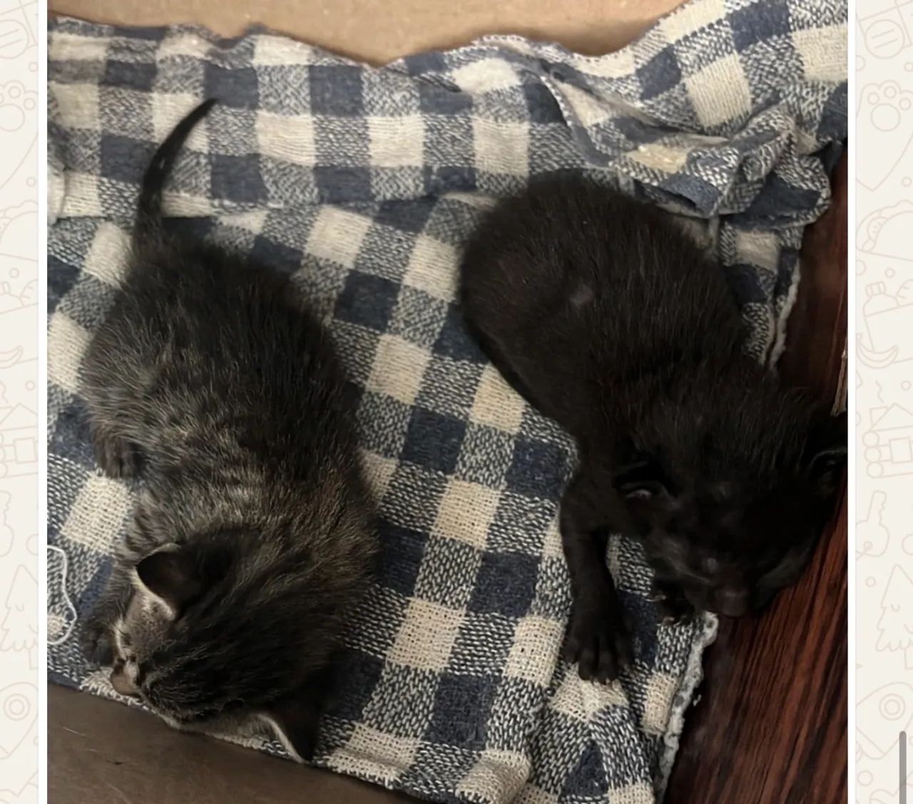 Gatos  - Foto 2