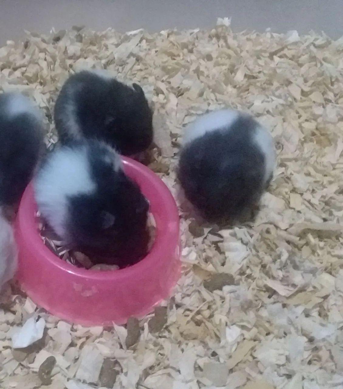 Vende-se filhote de hamster sírio 