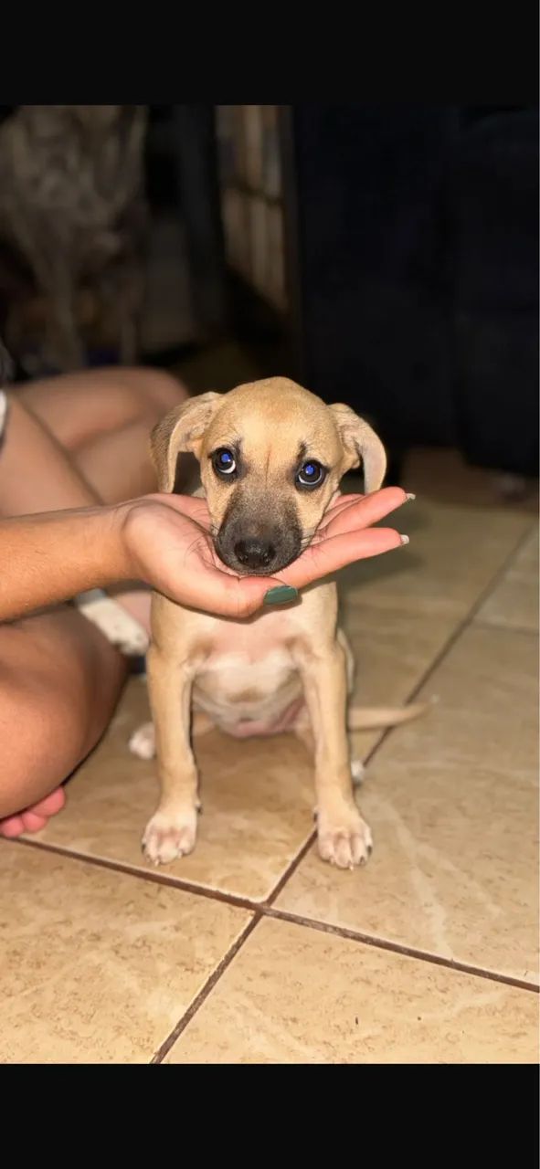 Adoção de Cachorro  - Foto 4