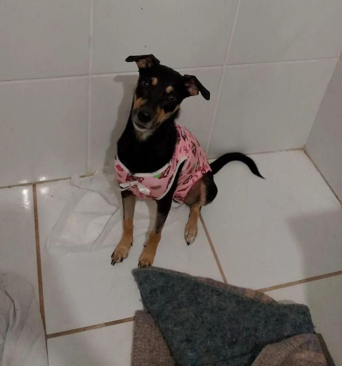 Para adoção!  - Foto 5