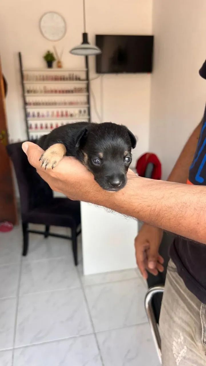 Pinscher disponível  - Foto 2