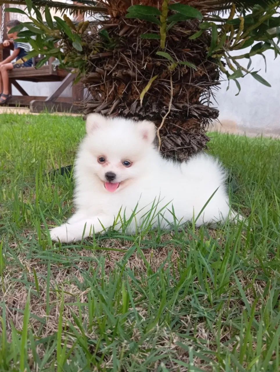 Spitz alemão  - Foto 3