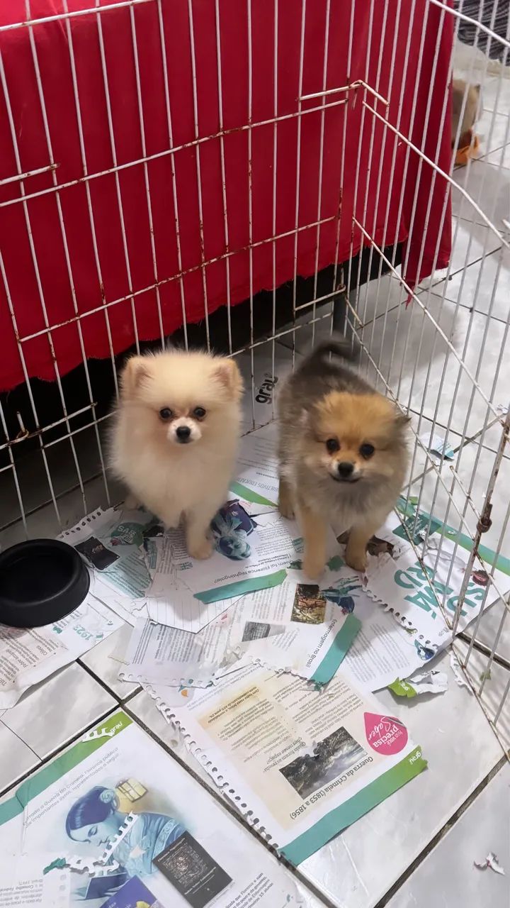Spitz 