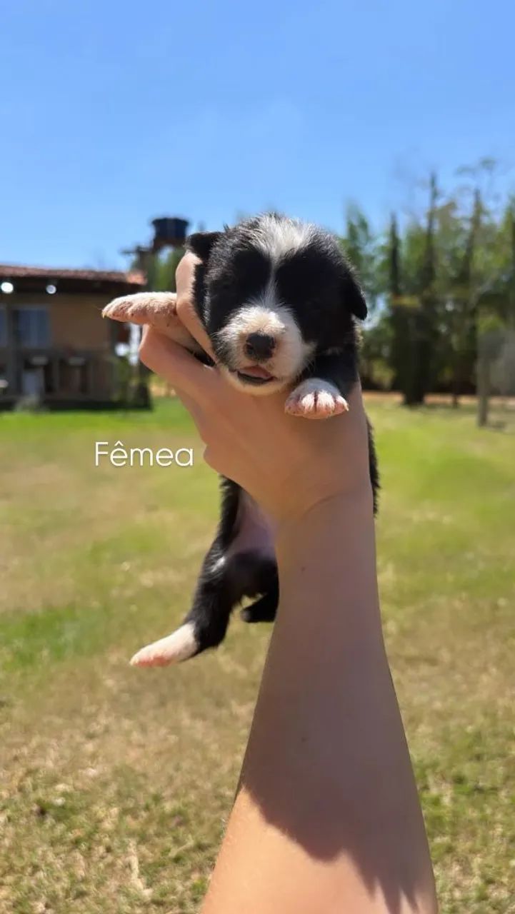 Filhotes Border Collie  - Foto 2