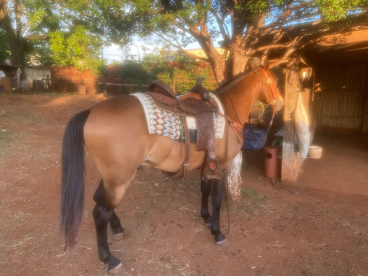 Cavalo quarto de Milha 