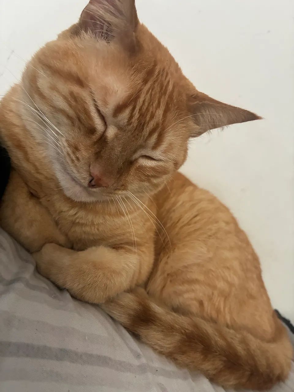 Doando gatos - Foto 3