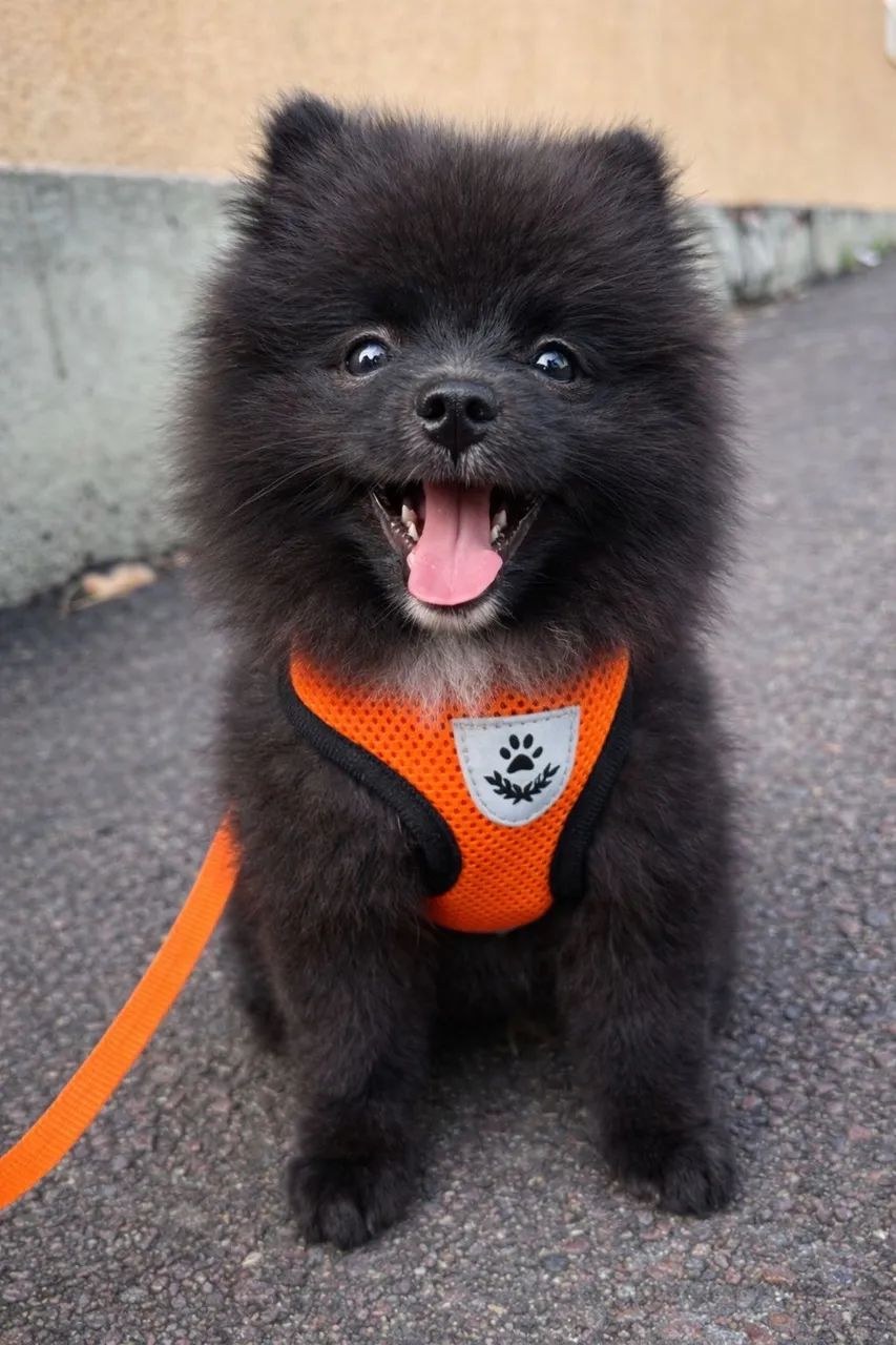 Spitz alemão  - Foto 4