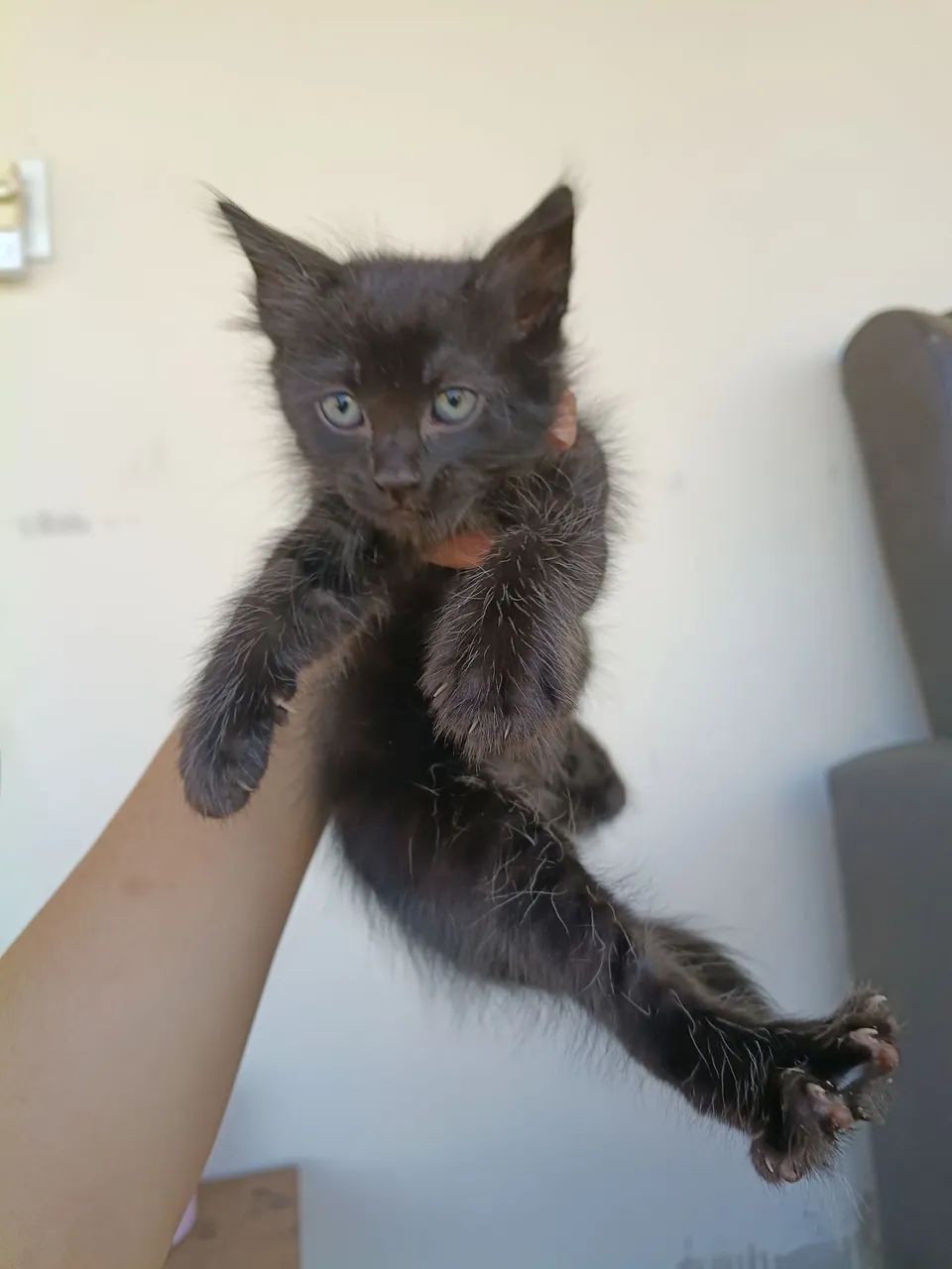 Doação de gatinhos  - Foto 4