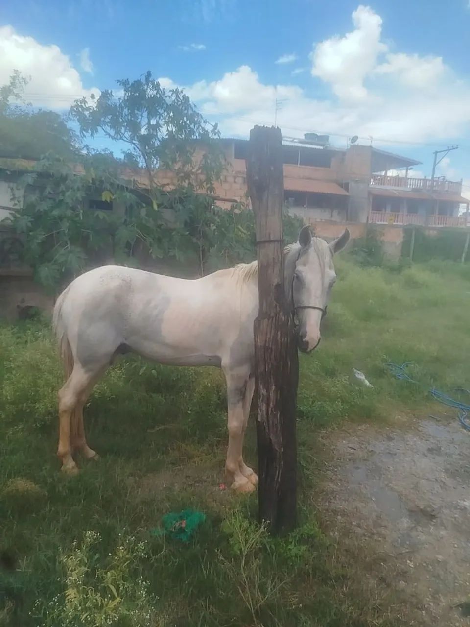 Cavalo castrado  - Foto 6