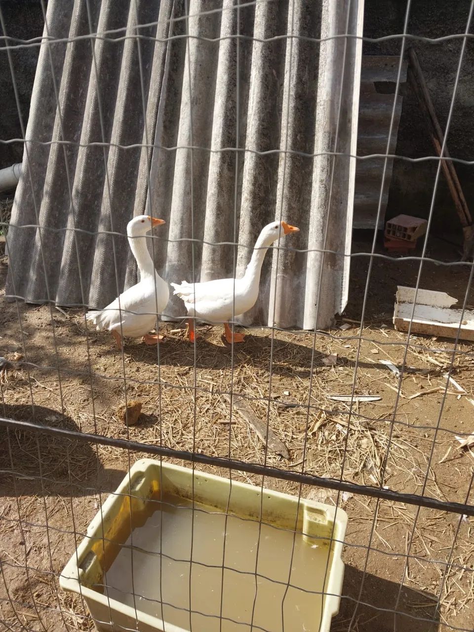 Ganso - Foto 2