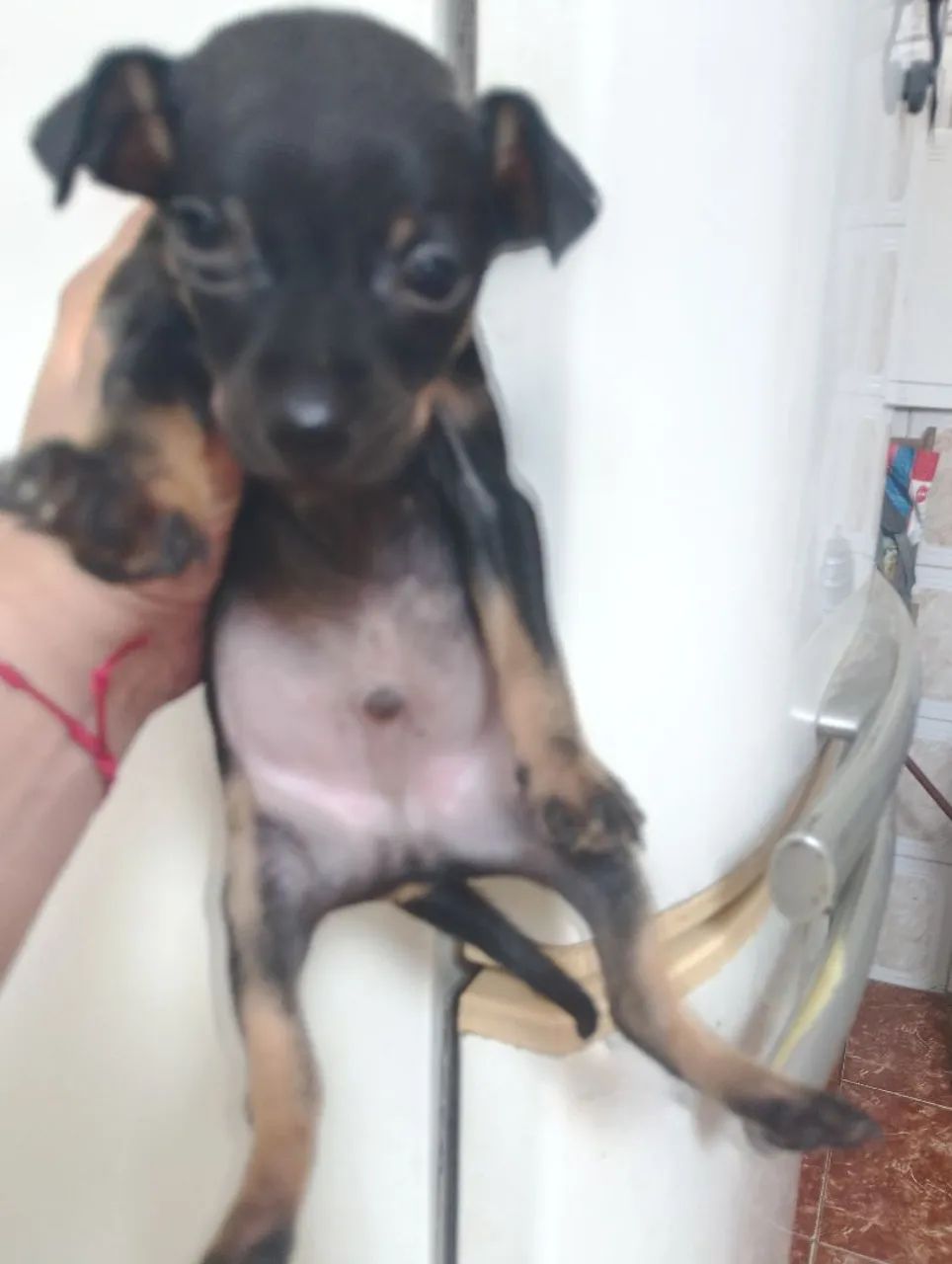 Pinscher macho  - Foto 4