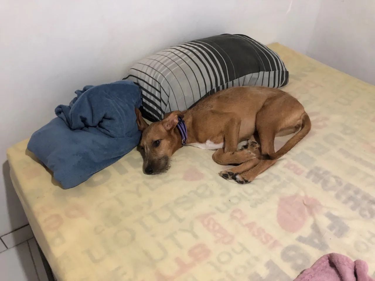 doa-se cachorro - Foto 2