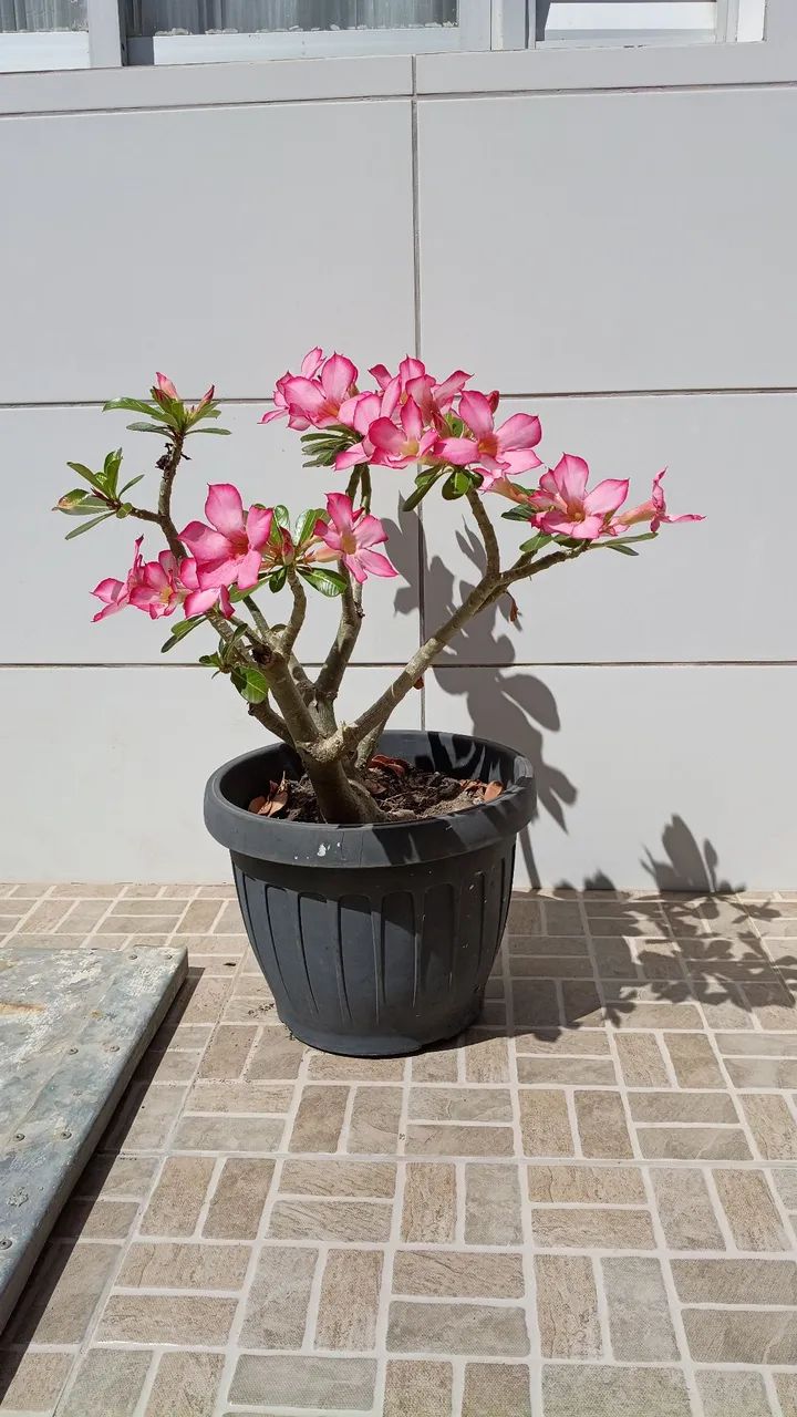 Planta Flor do deserto  - Foto 2