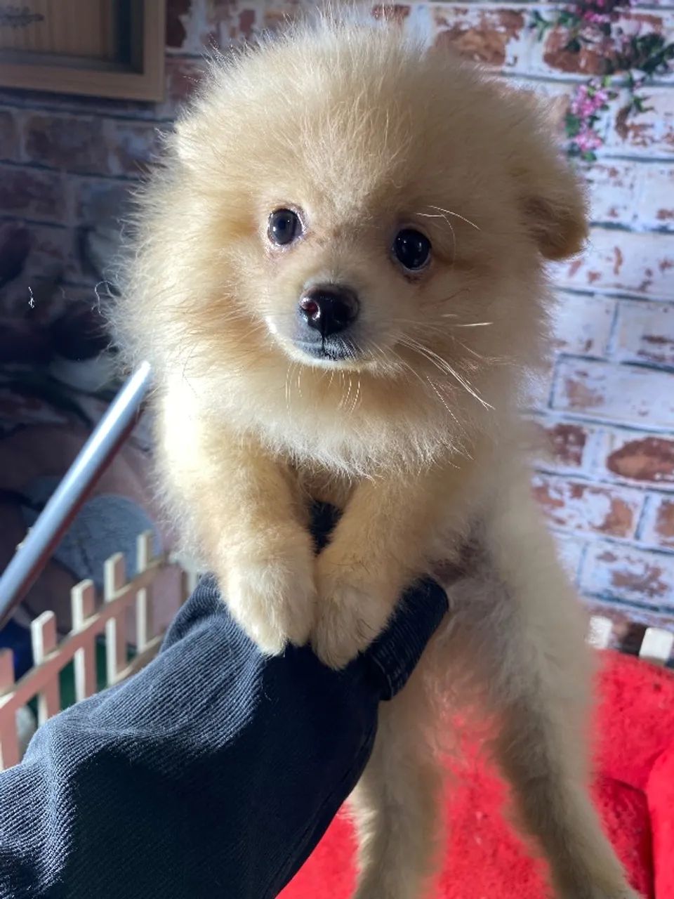 Spitz alemão anão - Macho