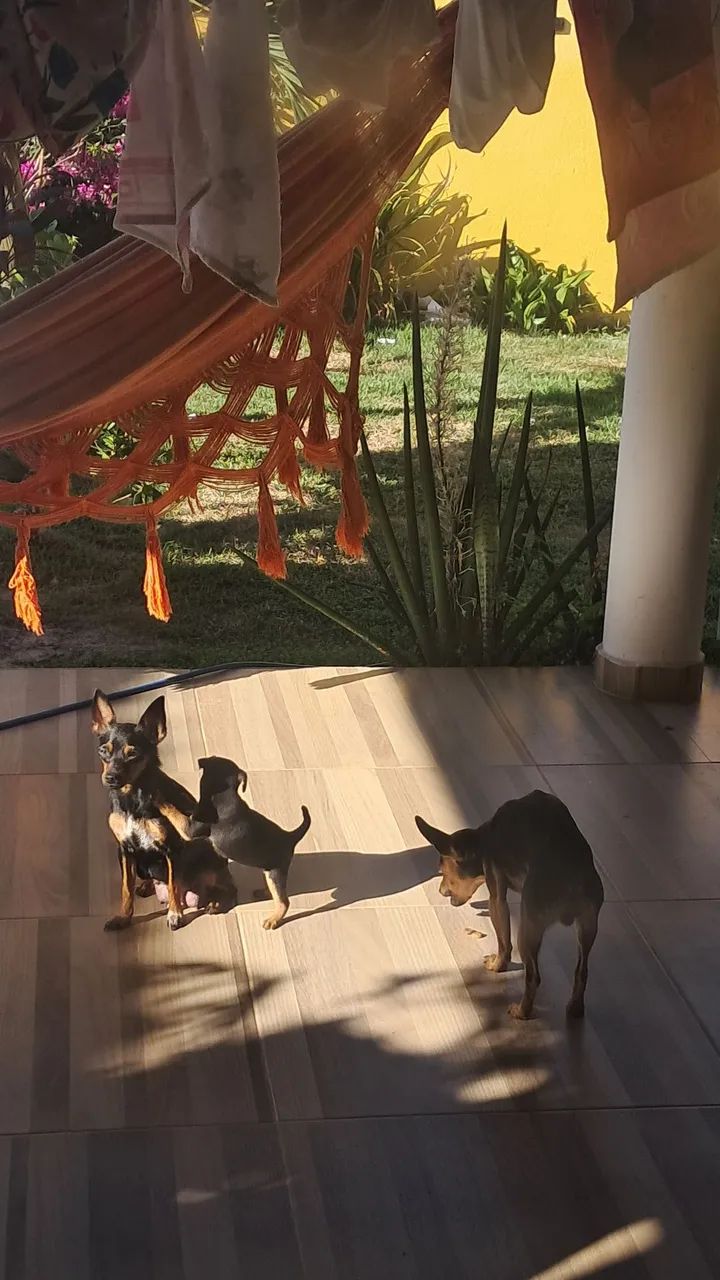Pinscher 