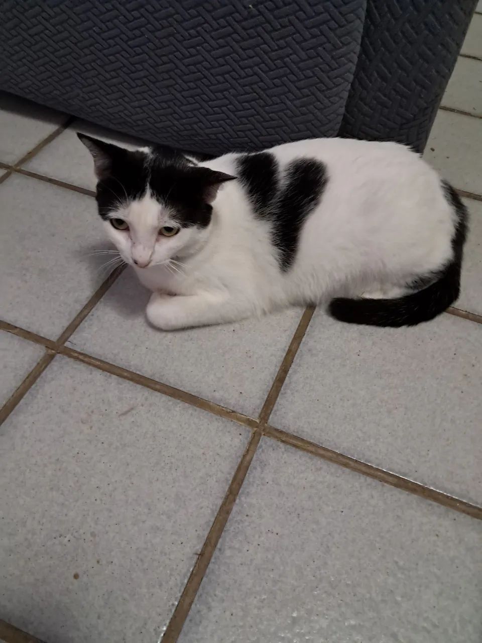 Linda gatinha para adoção  - Foto 3