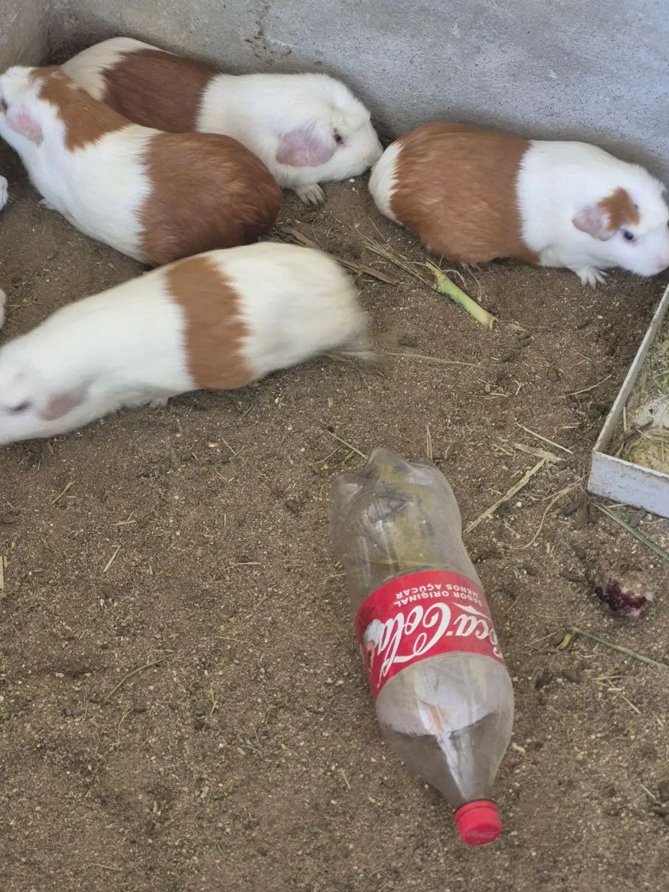 Cuy - porquinho da índia gigante - Foto 2