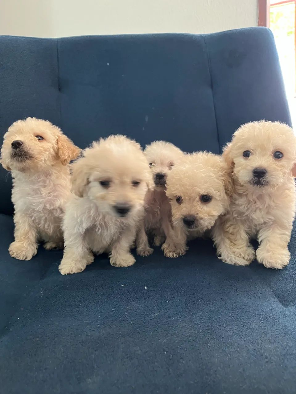 Poodle toy  - Foto 2