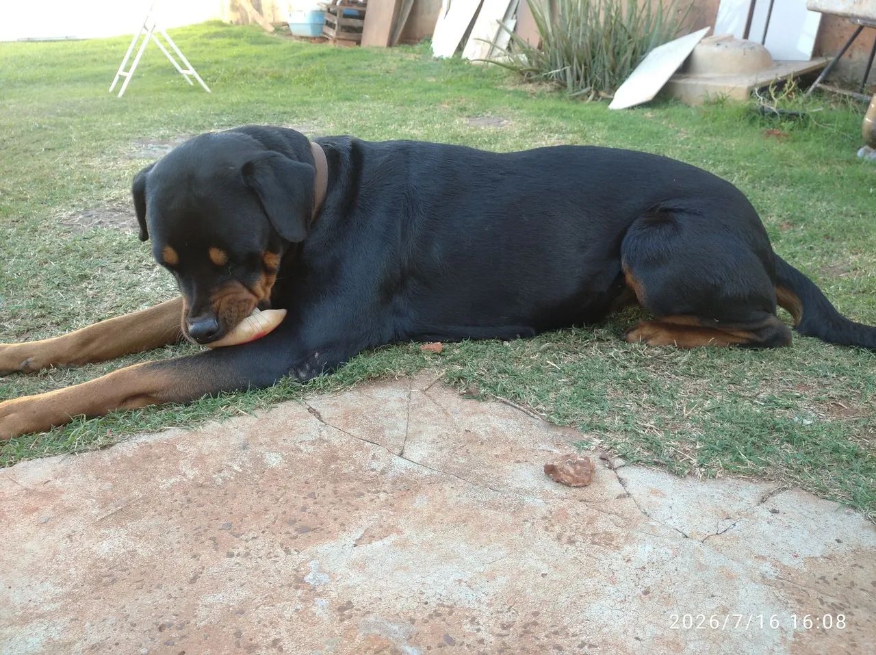 Rotweiller USA - Foto 2