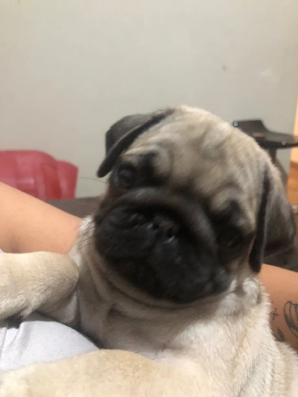 Cachorro Pug