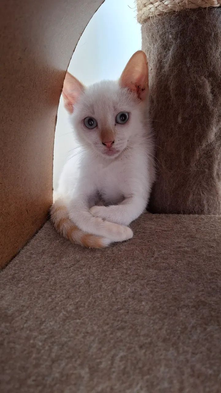 Doa-se lindos gatinhos 