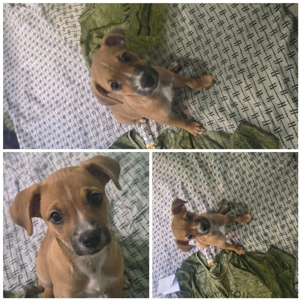 Filhote de cachorro 