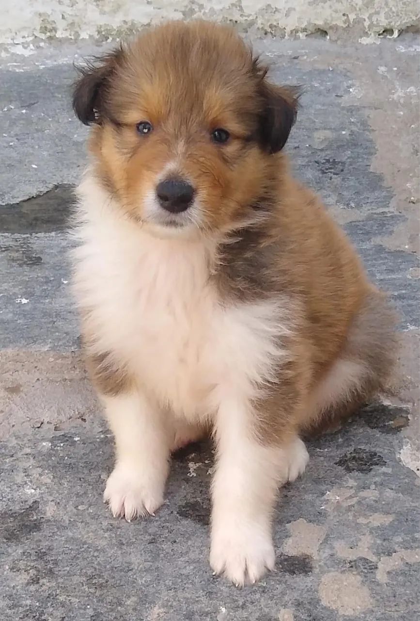 ROUNG COLLIE - Foto 4