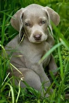 Weimaraner Machos e Femeas  - Foto 2