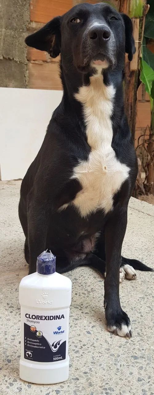 Shampoo Clorexidina Para Cães e Gatos 500 ml Word Veterinária - Foto 4