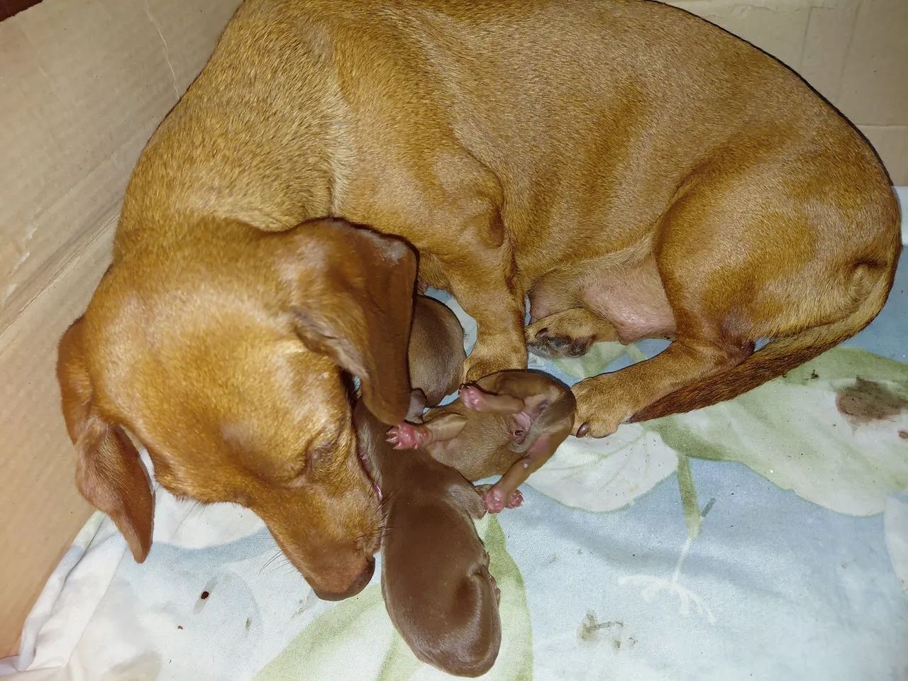 Cachorrinhos dachshund  - Foto 3