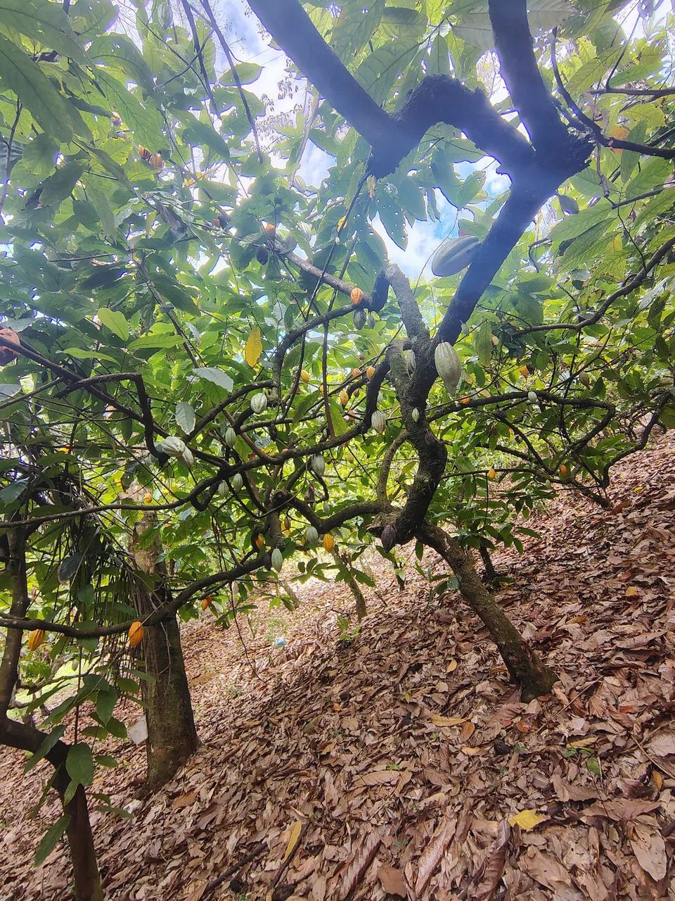 Roça produtiva  - Foto 4
