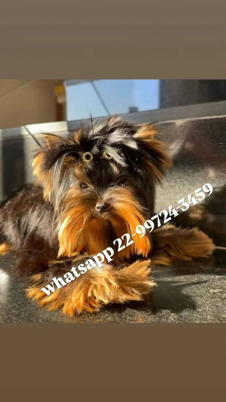 Yorkshire micro terrier com pedigree! - Foto 3